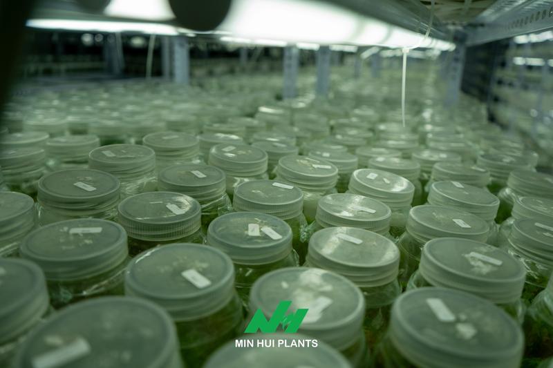 The Real Beginning of Tissue Culture: Why Mother Plant Management Determines the Quality of Every Future Plant